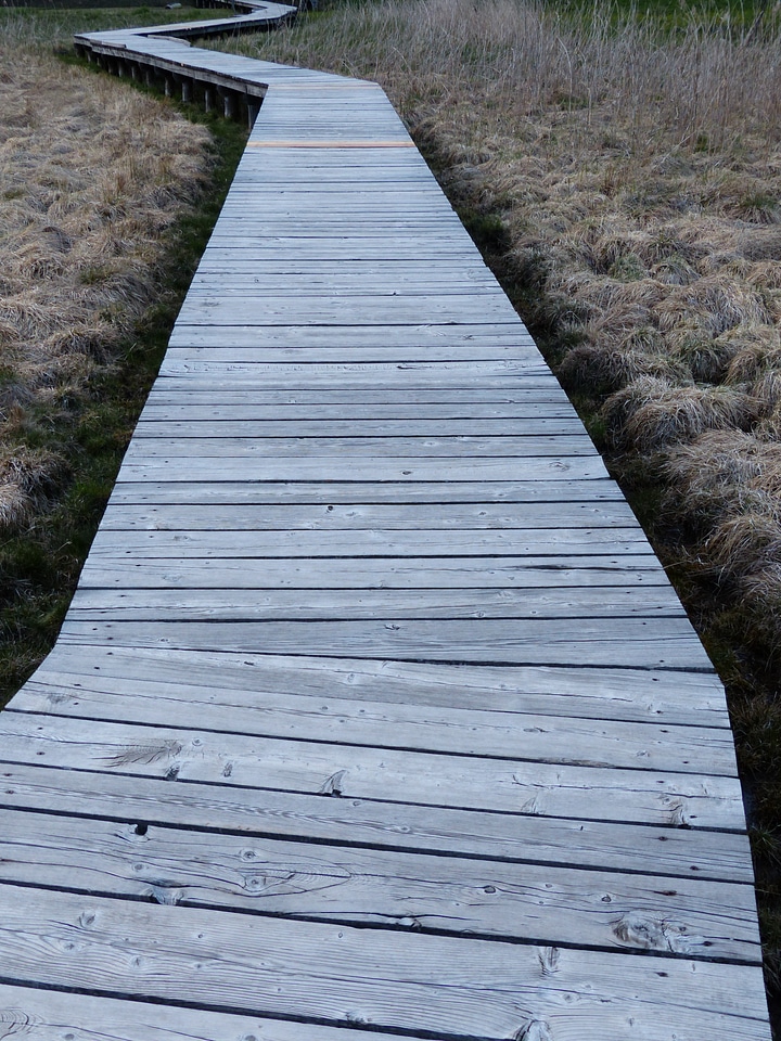 Swamp moorland nature conservation
