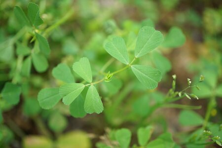 Green grass green clover photo