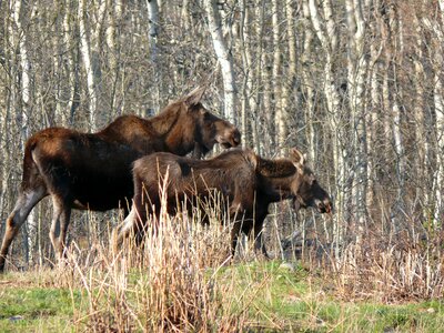 Wild nature