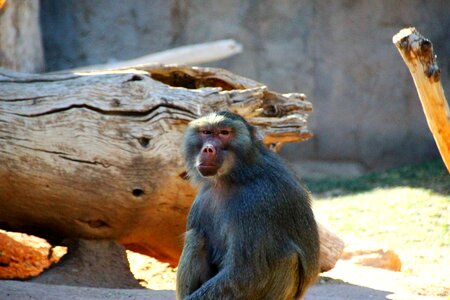 Animal zoo fur photo