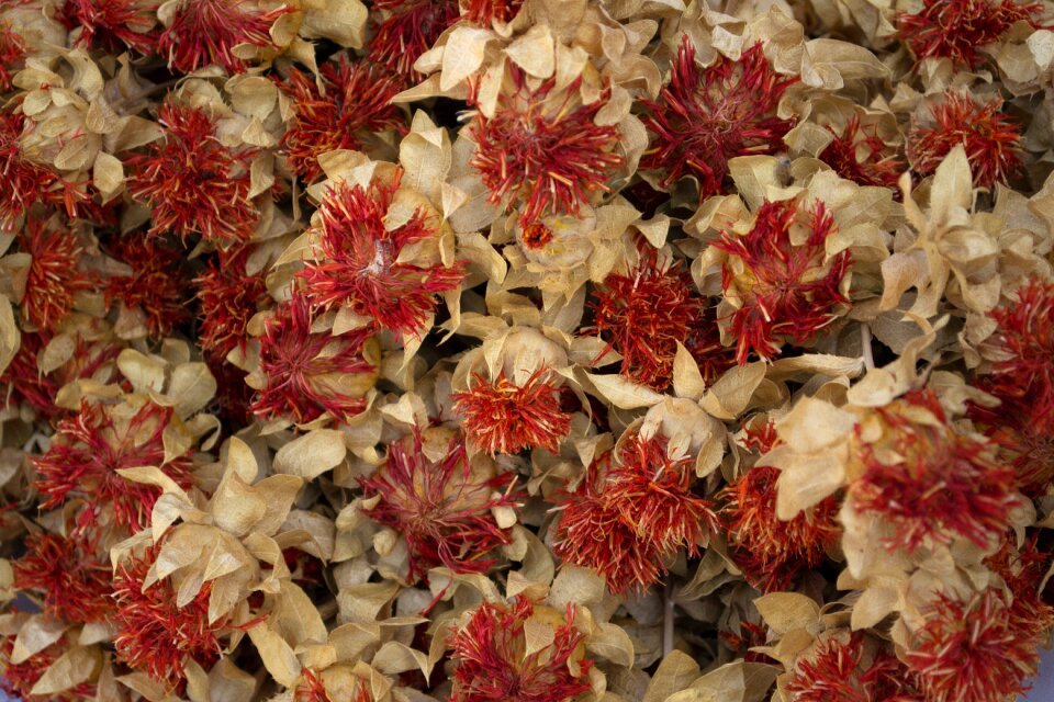 Decorative macro foliage