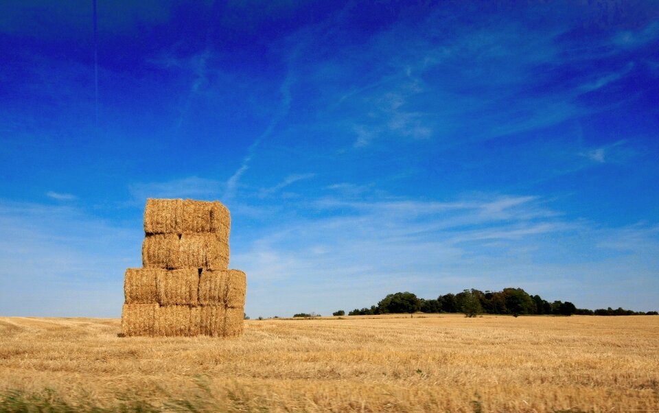 Field corn cereal