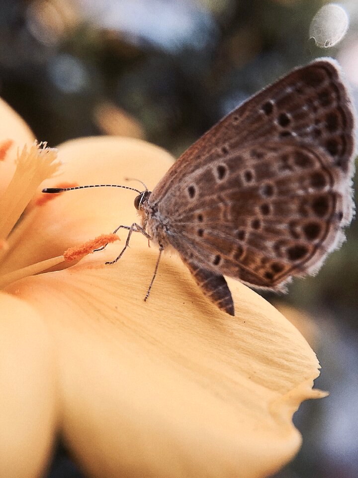 Butterfly quentin chong pollen