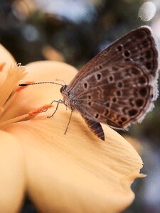 Butterfly quentin chong pollen