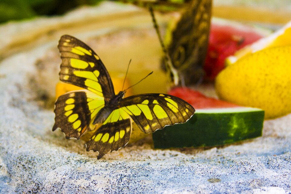 Monarch butterfly colorful flowers photo