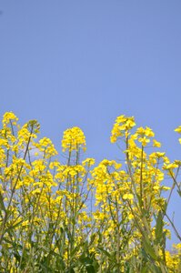 Flowers beautiful japan