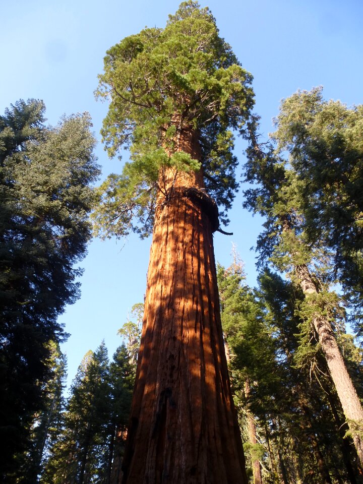 Tree nature big tree