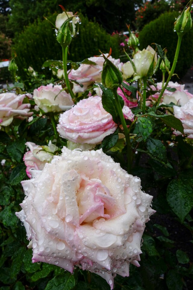 Rose white drop of water