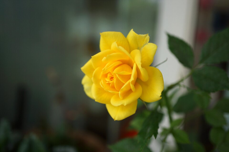 Yellow jasmine plant