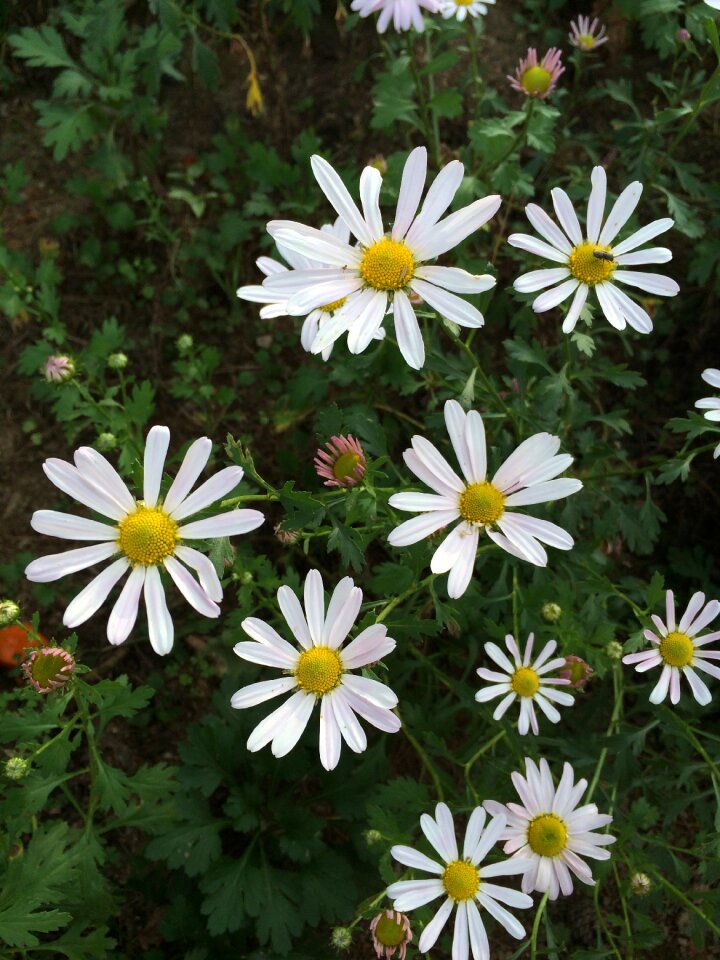 Nature plants their mums
