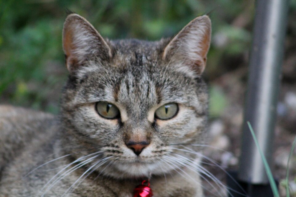 Cat face curious sweet
