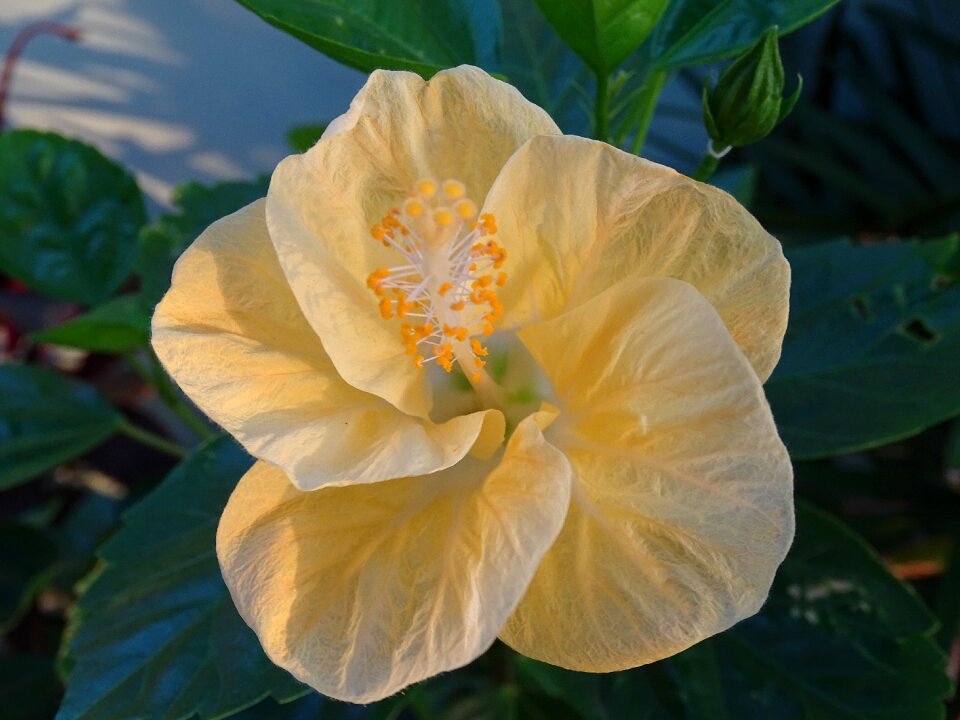 Flower botany garden