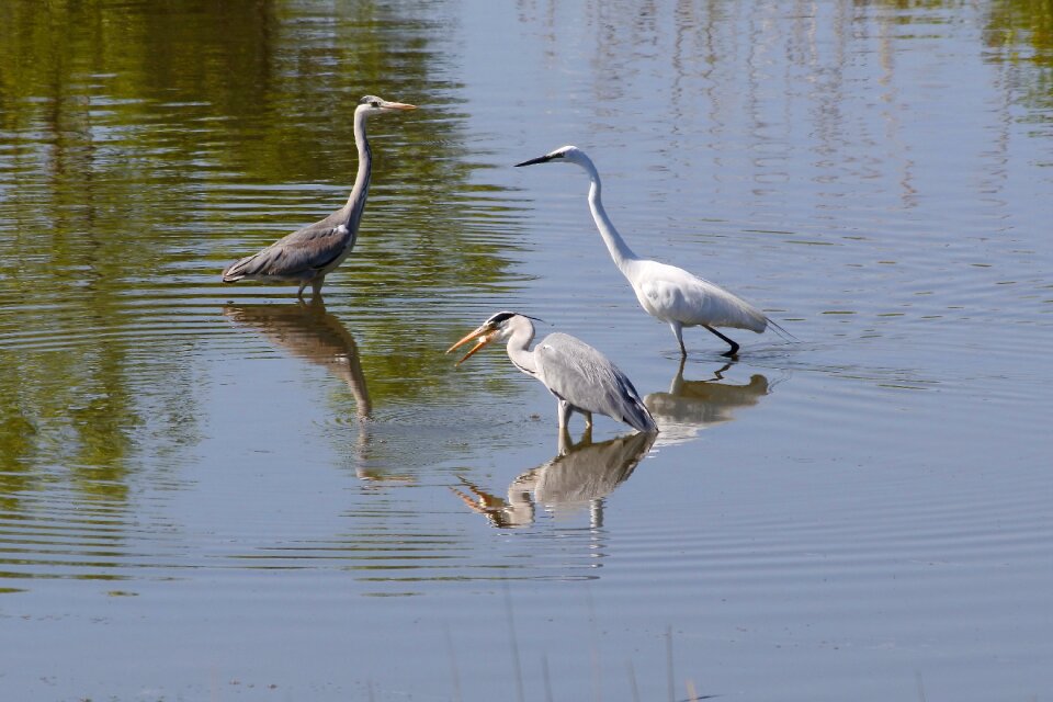 Wild birds heron gray heron