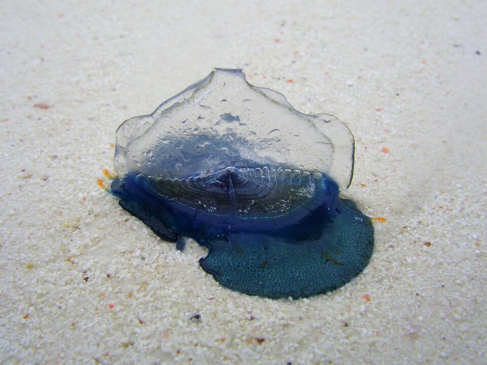Snail zanzibar beach