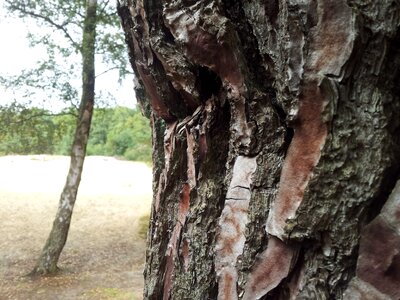 Tree bark forest nature
