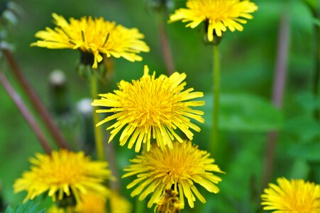Flowering meadow herb