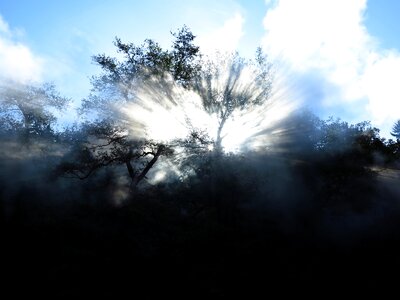 Steam locomotive forest scenery photo