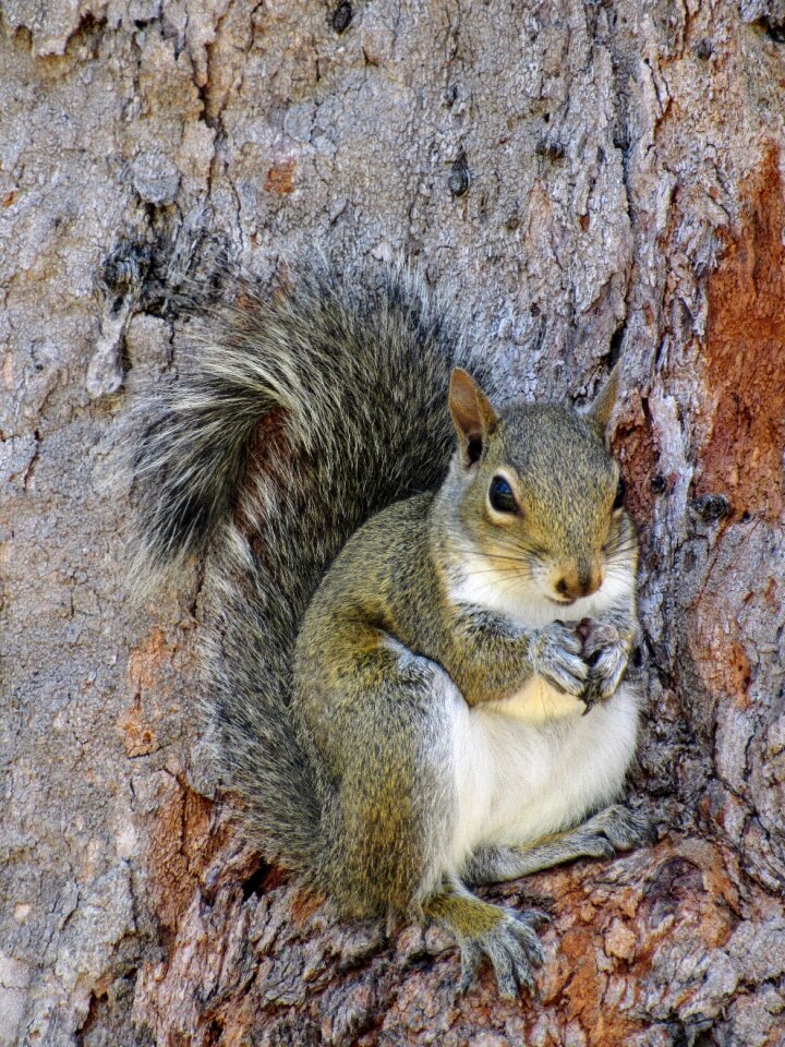 Nature wild animal detail