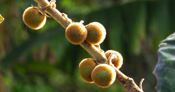Nature in colombia