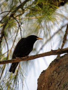 Black bird black tree photo