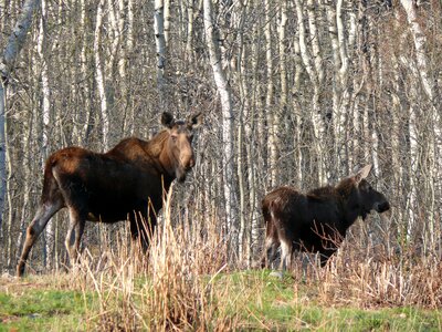 Wildlife wild nature