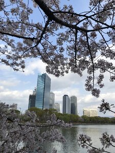 River cherry blossoms bill
