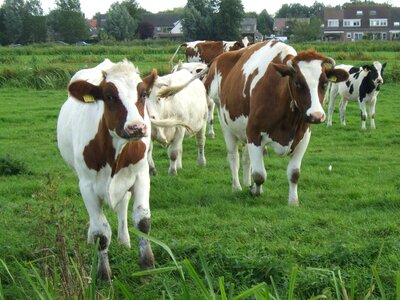 Curious cows woerdense verlaat