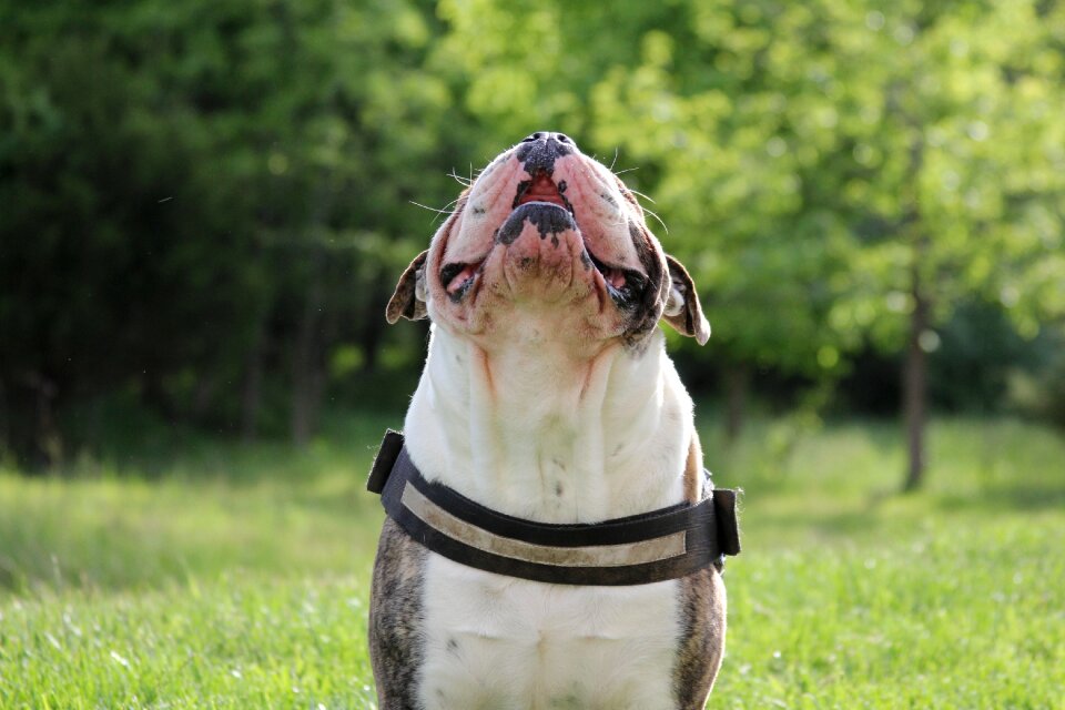 Bulldog english bulldog