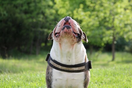 Bulldog english bulldog