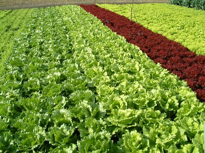 Salad land growing vegetables colorful salad