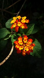 Yellow yellow flower red flower