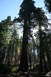 Yosemite park natural