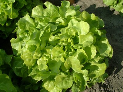 Salad oak-leaf lettuce growing vegetables photo