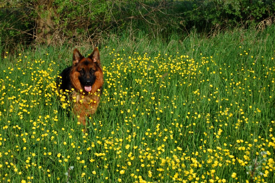 Meadow language smiling