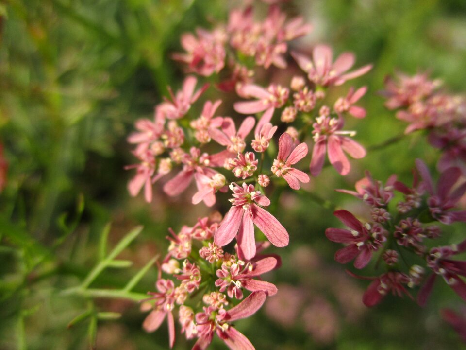 Red floral spring