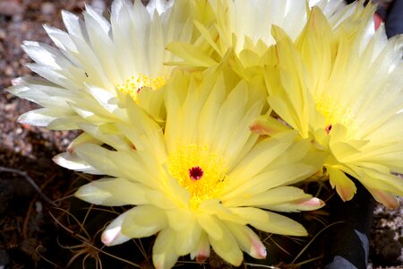 Spring flowering cactus flowers