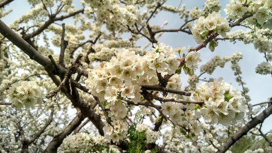 Pear spring white flowers