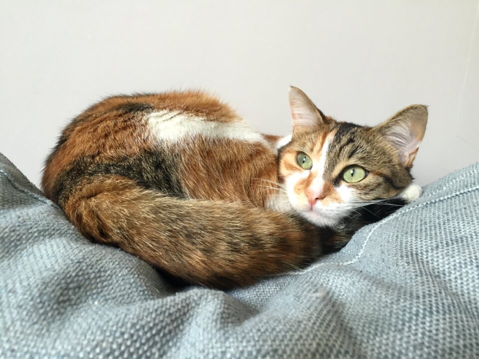 Hair eyes feline