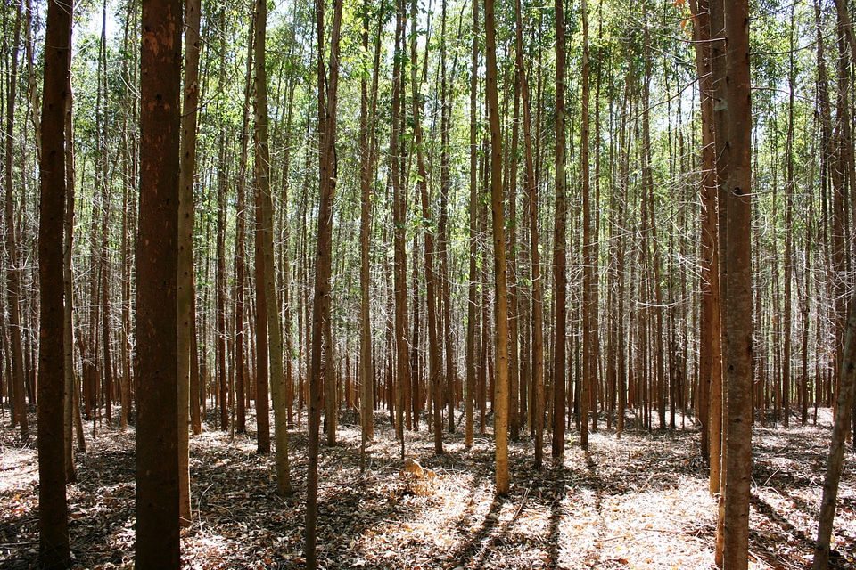 Abstract nature woods