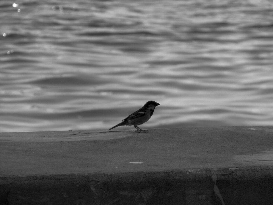 Water bird water birds