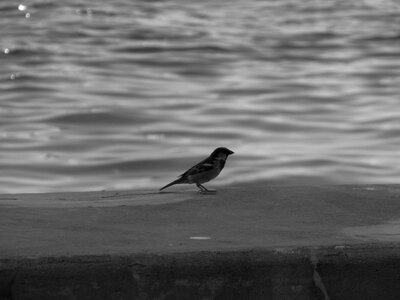 Water bird water birds