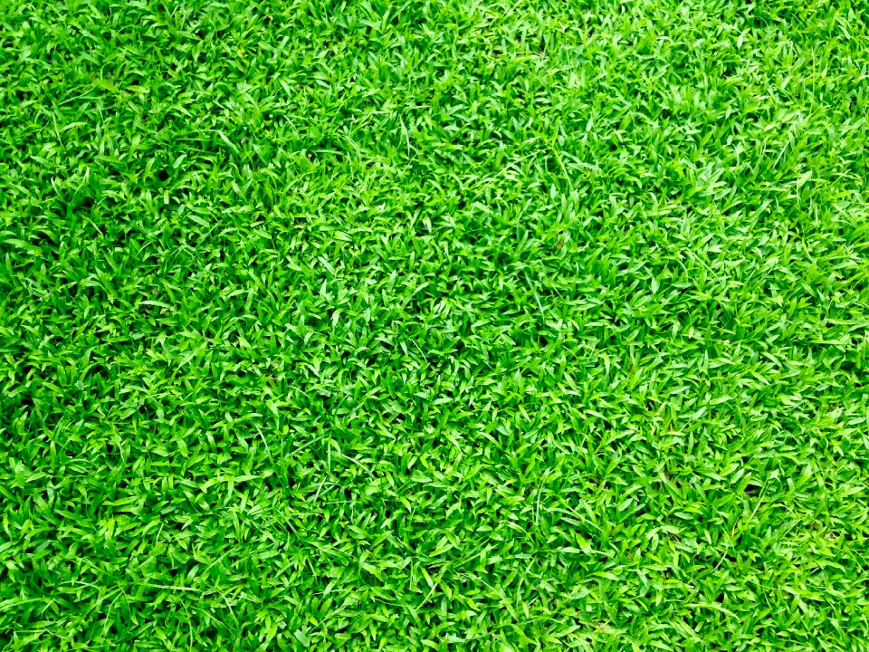 Green lawn field photo