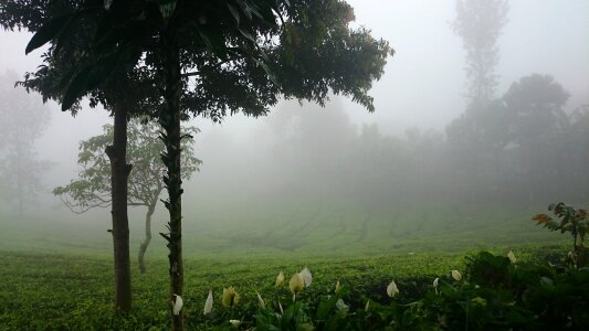 Morning indonesia nature