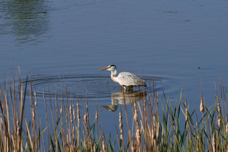 Wild birds heron gray heron