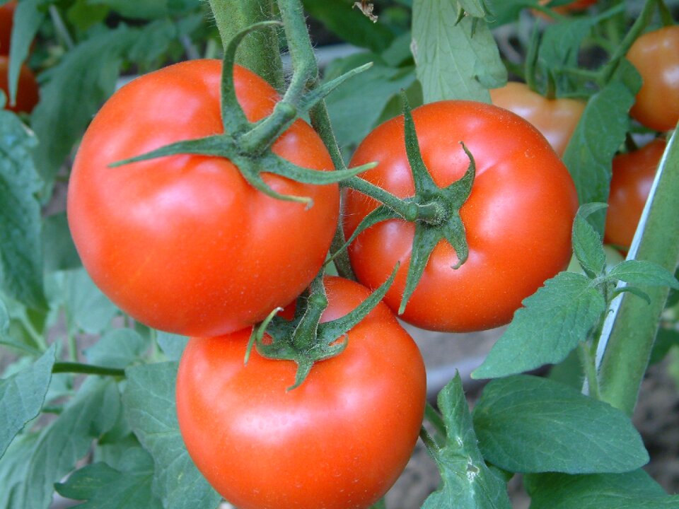 Tomato tomatoes féldeterminált