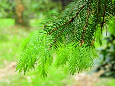 Foliation needles conifers photo