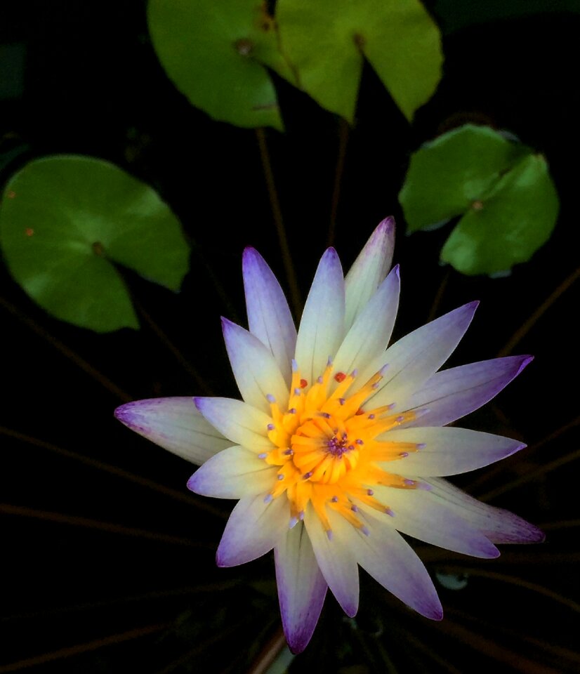 Nymphaea alba flower plant