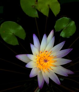 Nymphaea alba flower plant