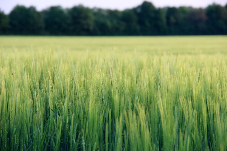 Cereals arable grass