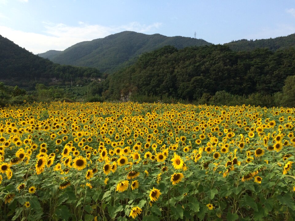 Flowers nature yellow